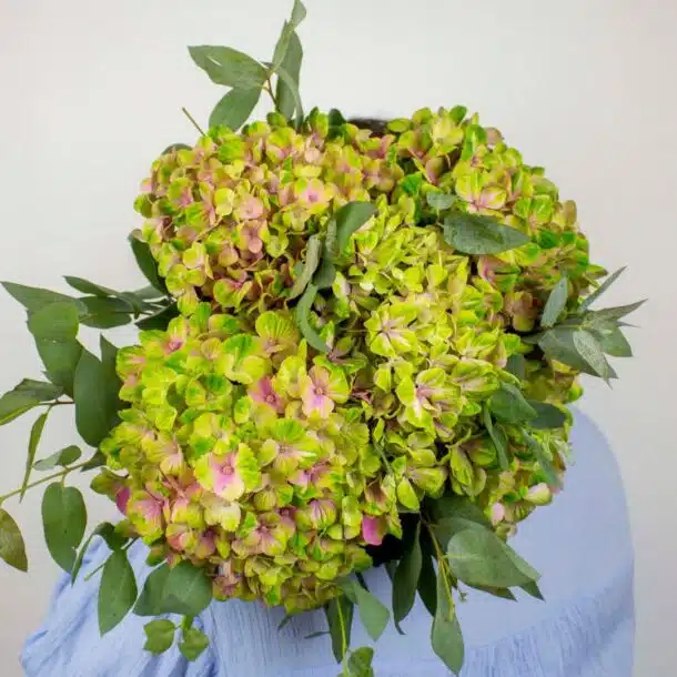 hortensia; hydrangea; beau bouquet d'hortensia; cadeaux original pour toutes les ocasions; fleurs de saison; bouquet de saison
