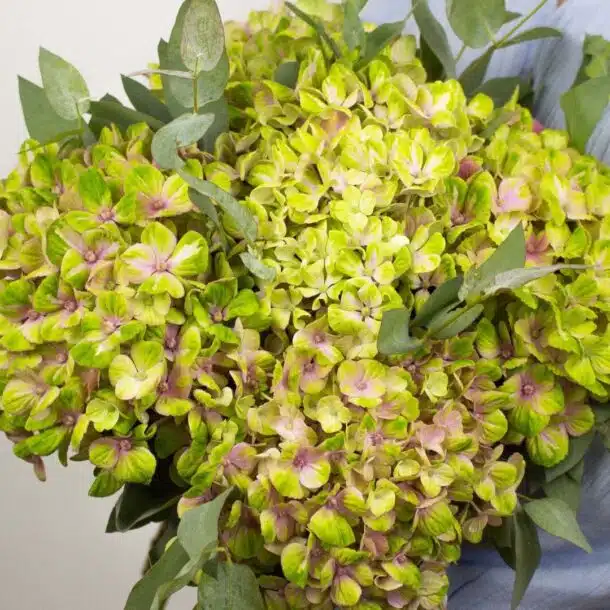 hortensia; hydrangea; beau bouquet d'hortensia; cadeaux original pour toutes les ocasions; fleurs de saison; bouquet de saison; livraison de fleurs à domicile