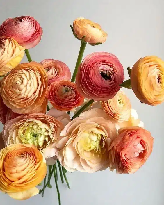 Renoncule en fleur