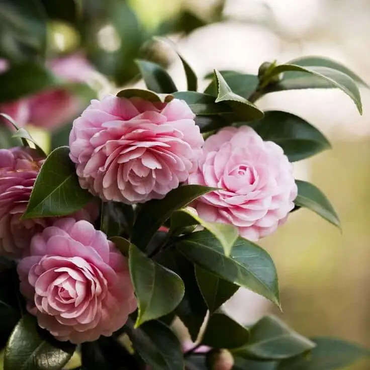 Camélia fleuri et ses pétales