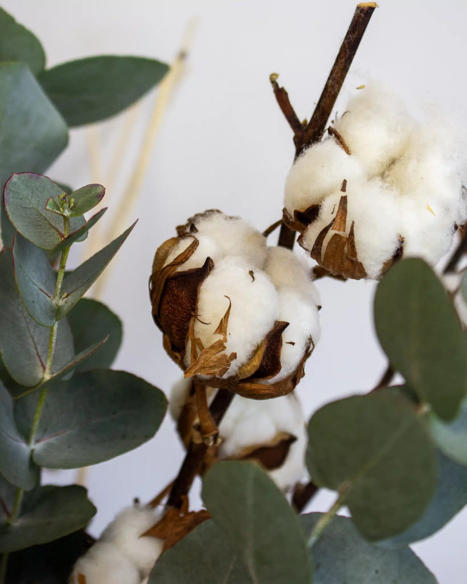 Bouquet Coton – Image 2