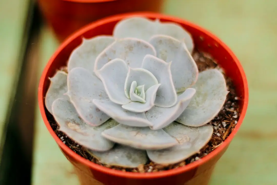 Echeveria bleu pâle en pot en terre cuite