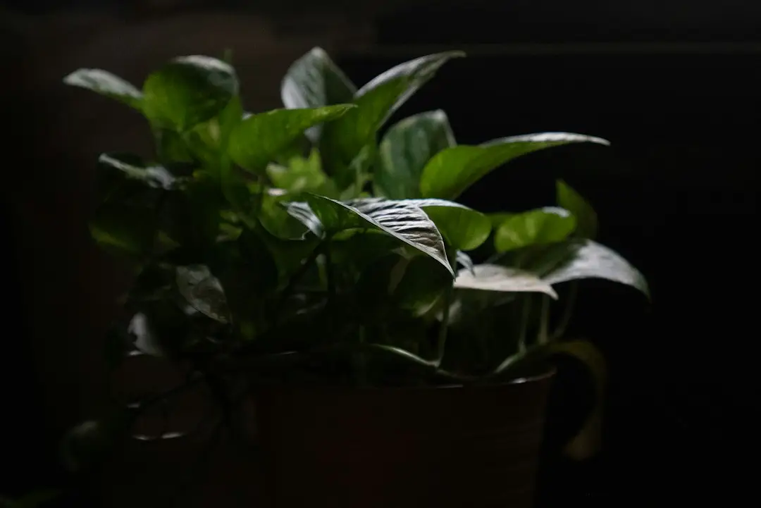 Epipremnum aureum en pot avec feuillage vert