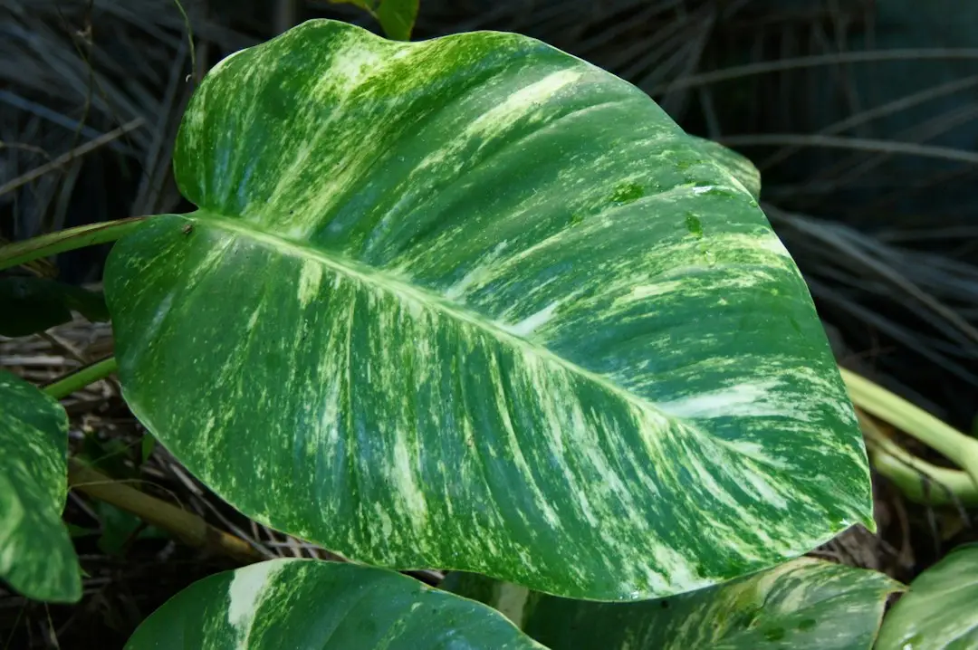 Feuillage vert de pothos en intérieur