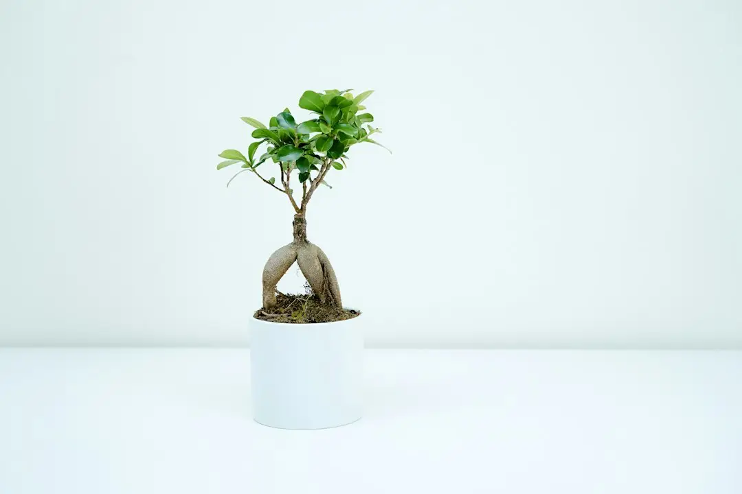 Ficus ginseng de type bonsaï en pot