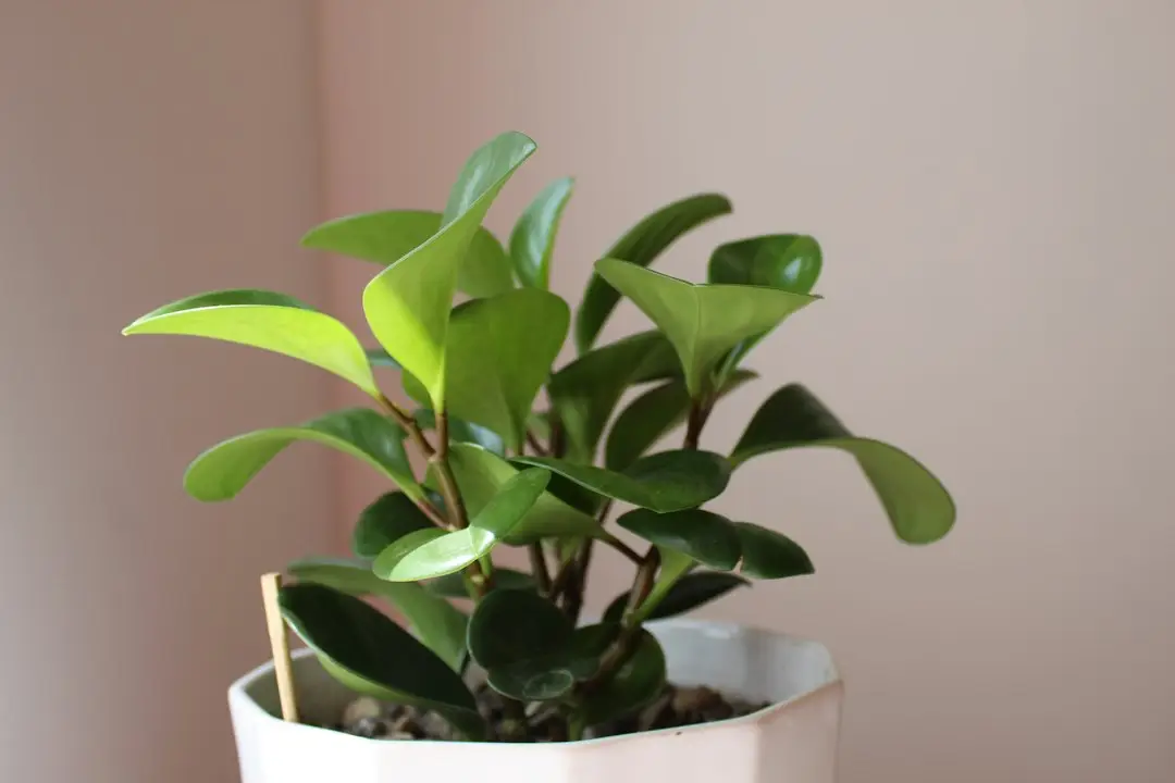 Ficus ginseng en pot dans un intérieur lumineux
