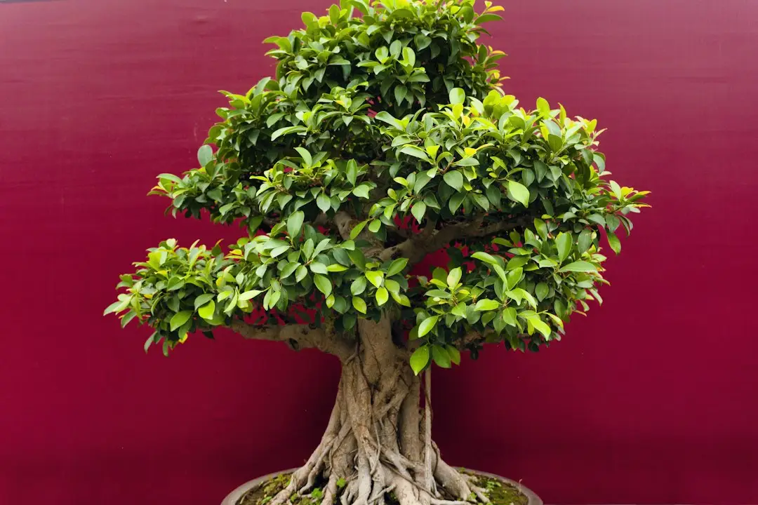 Ficus ginseng au feuillage vert et tronc sculptural