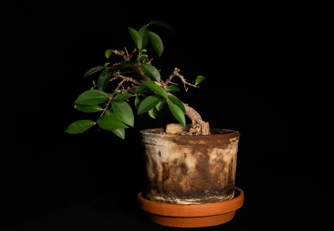 Ficus ginseng en pot sur fond sombre