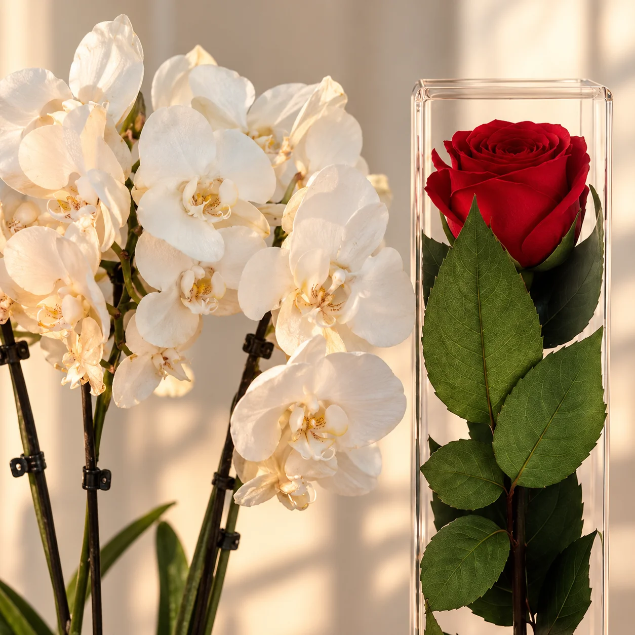 Pack Orchidée blanche et Rose rouge stabilisée — gros plan