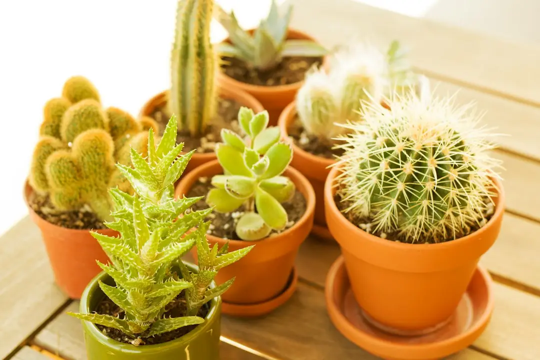 Collection de plantes grasses en petits pots