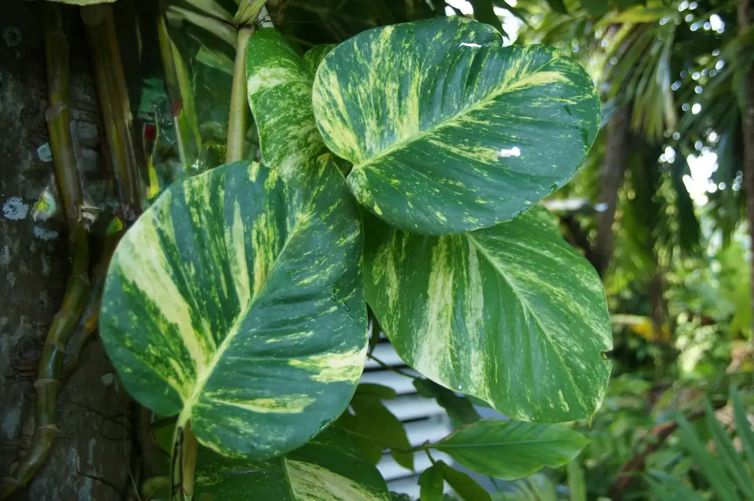 Pothos en pot dans un intérieur lumineux