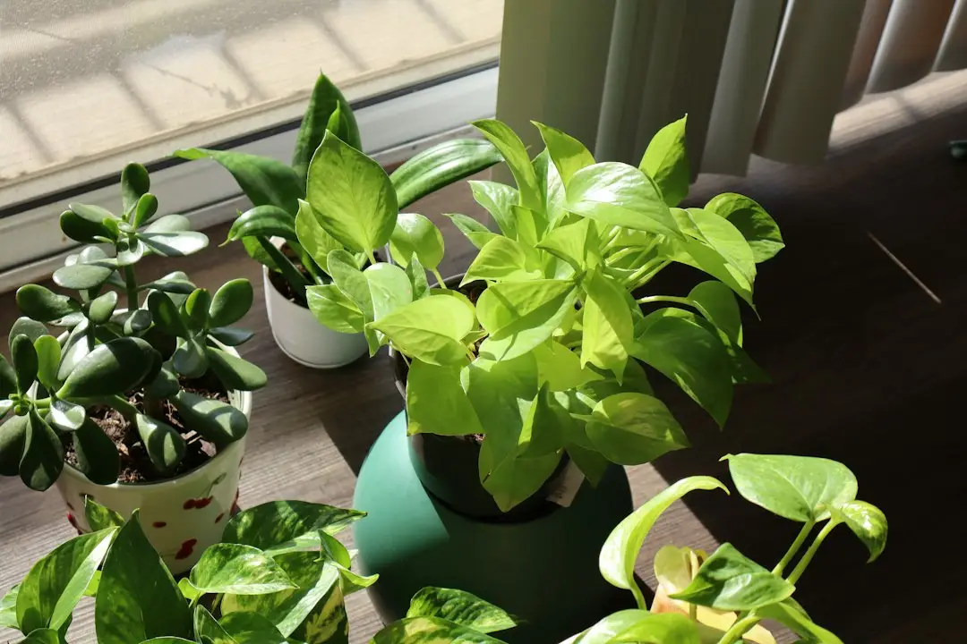 Pothos au milieu de plusieurs plantes d'intérieur