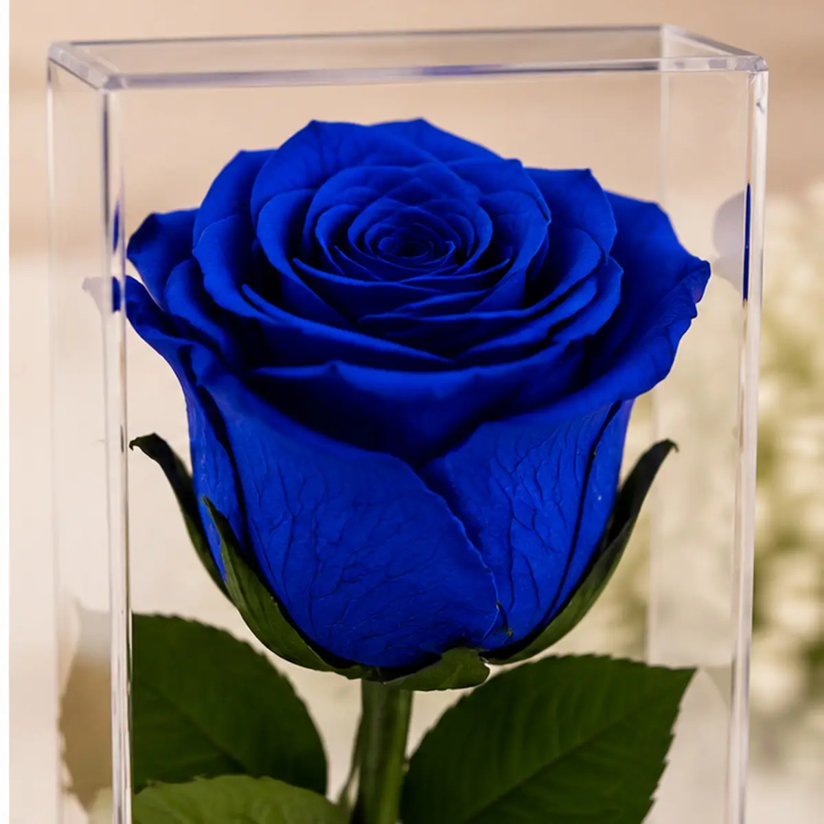 Gros plan des pétales de la rose bleue stabilisée