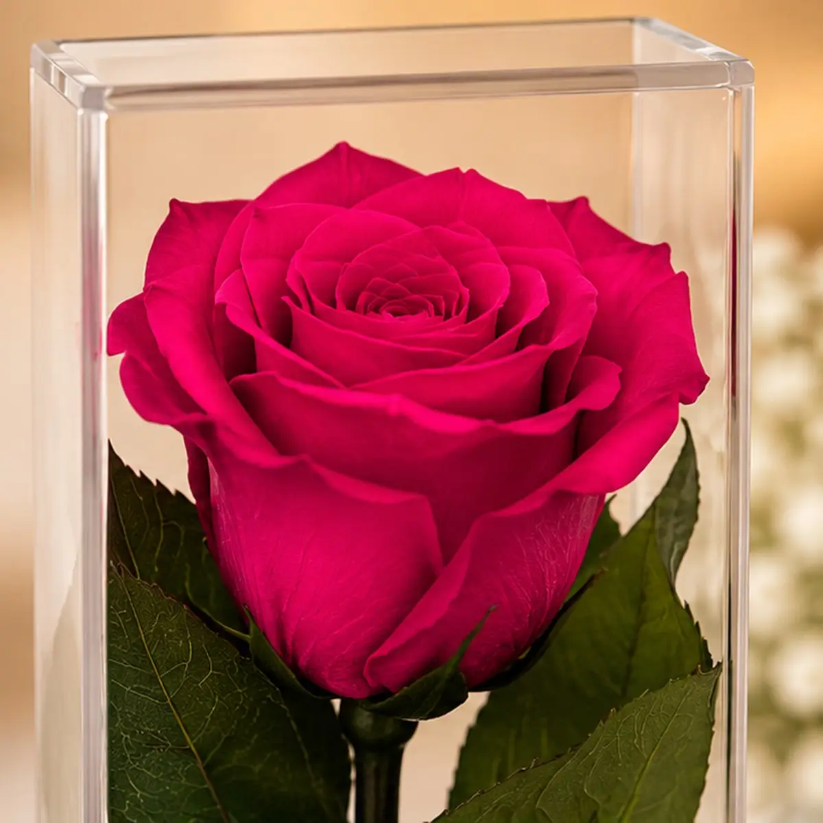 Gros plan des pétales de la rose fuchsia stabilisée