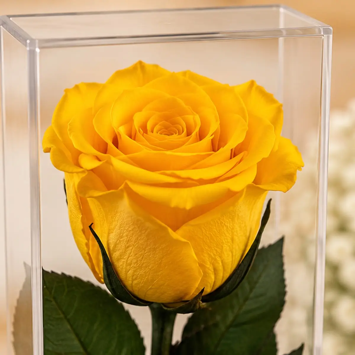 Gros plan sur la rose jaune stabilisée et ses pétales