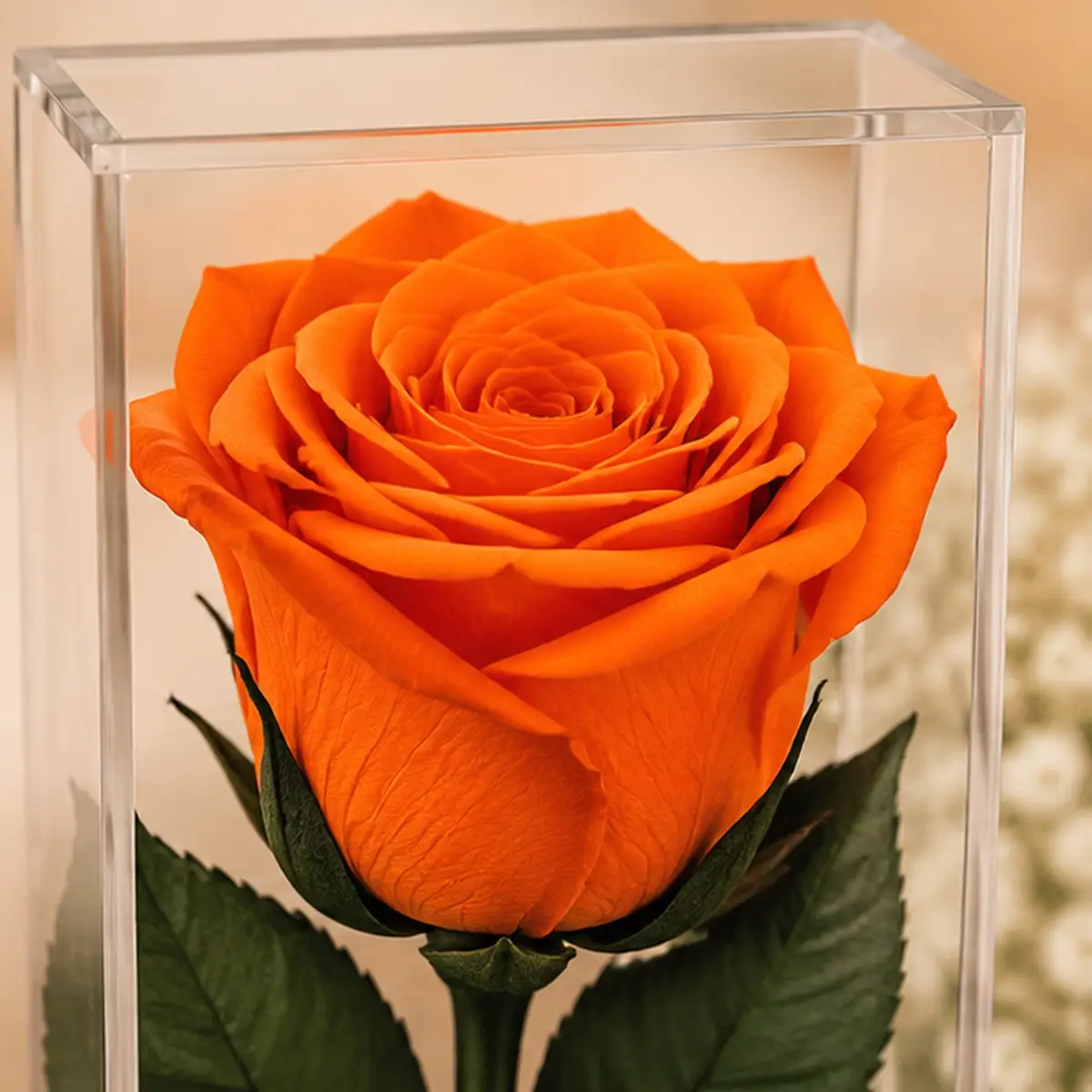 Gros plan des pétales de la rose orange stabilisée