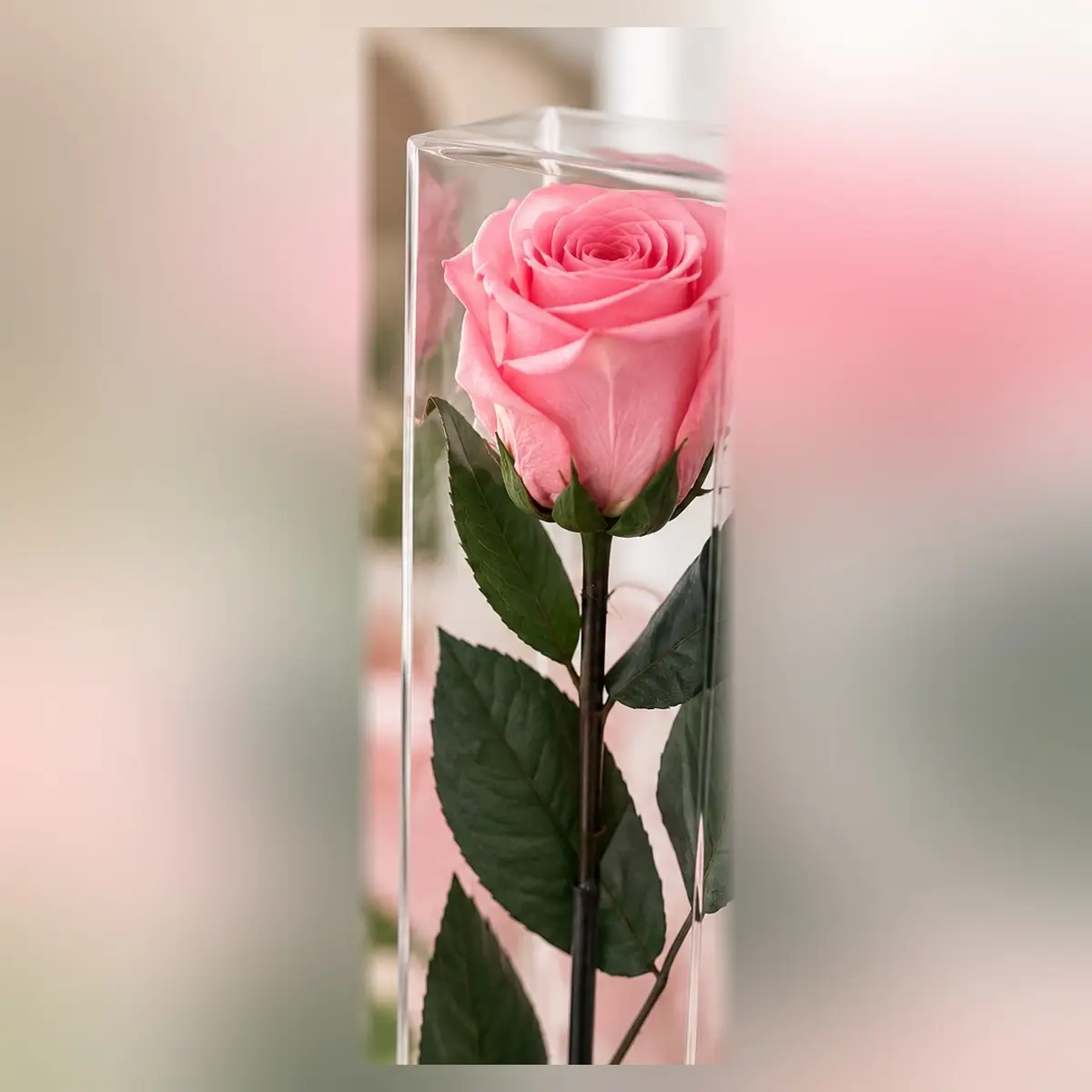 Gros plan sur la rose rose stabilisée en coffret transparent