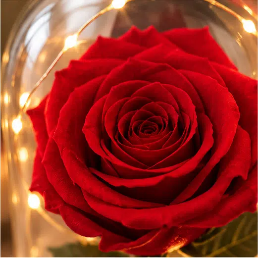Rose rouge stabilisée sous cloche lumineuse avec coffret cadeau