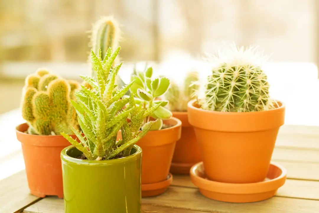 Plusieurs plantes grasses en petits pots en terre cuite