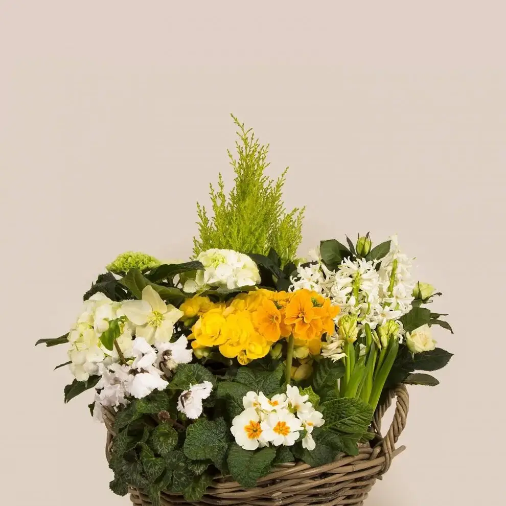 Panier de plantes – vue de détail