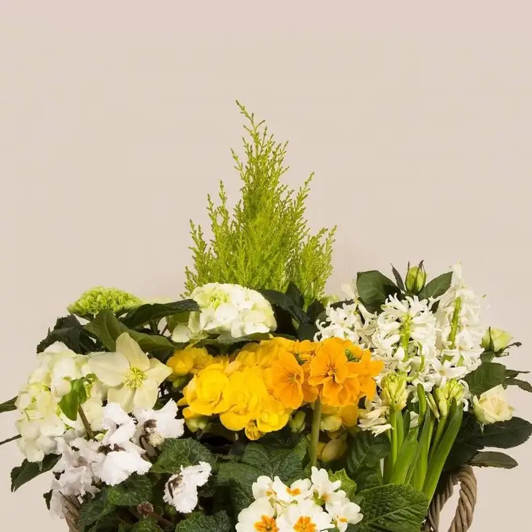 Panier de plantes – vue de détail