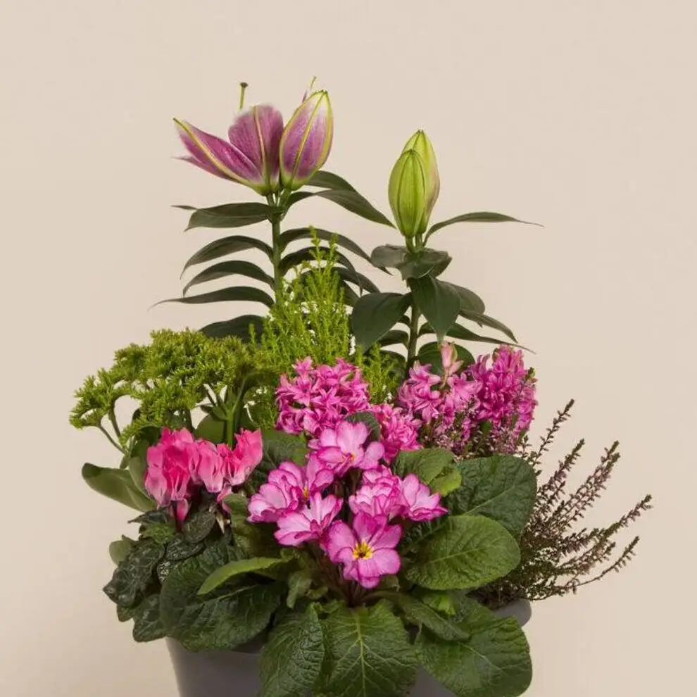 Coupe de plantes – vue de détail